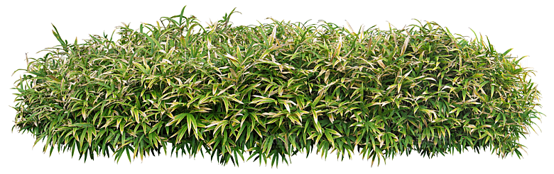 免抠实物植物元素盆景绿植素材