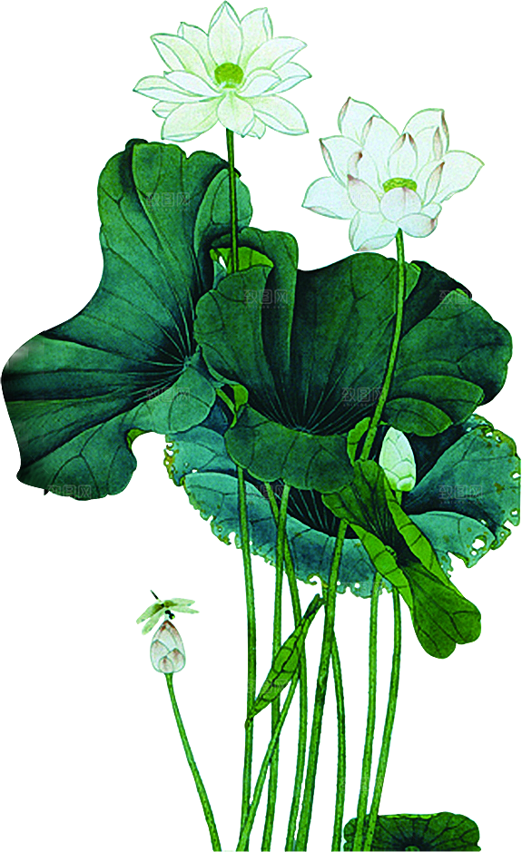 免抠植物绿植荷花插画元素