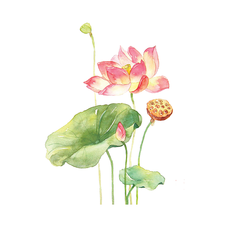 免抠植物绿植荷花插画元素