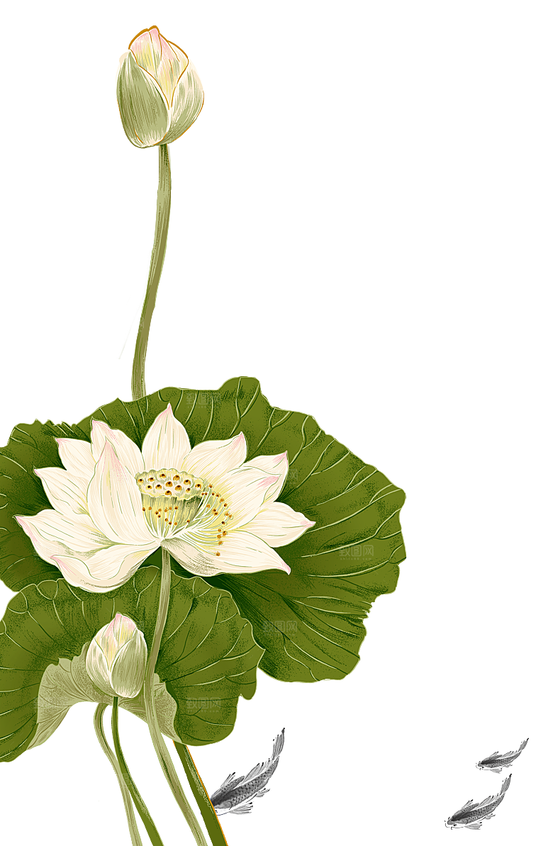 免抠植物绿植荷花插画元素