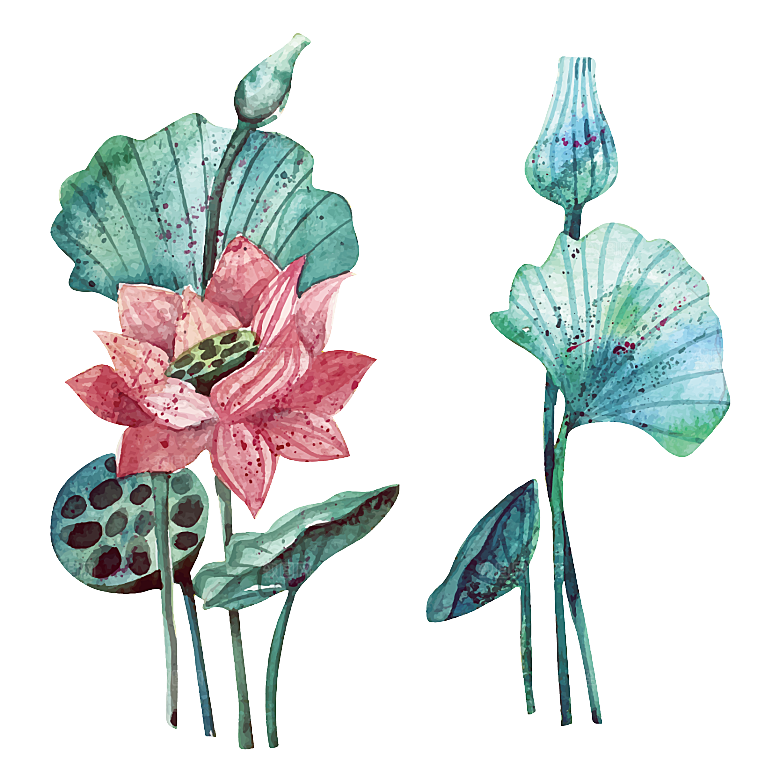 免抠植物绿植荷花插画元素