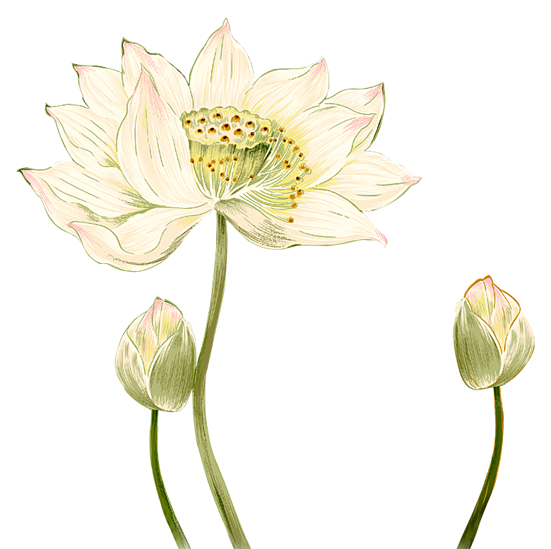 免抠植物绿植荷花插画元素