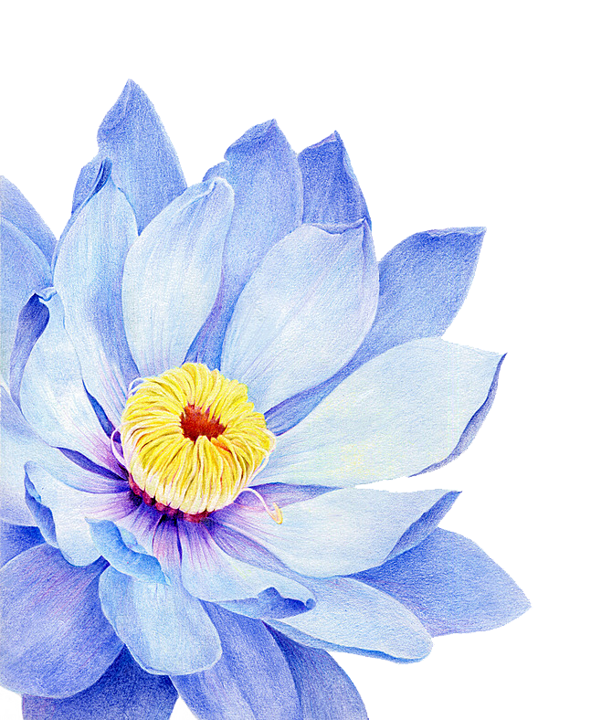 免抠植物绿植荷花插画元素