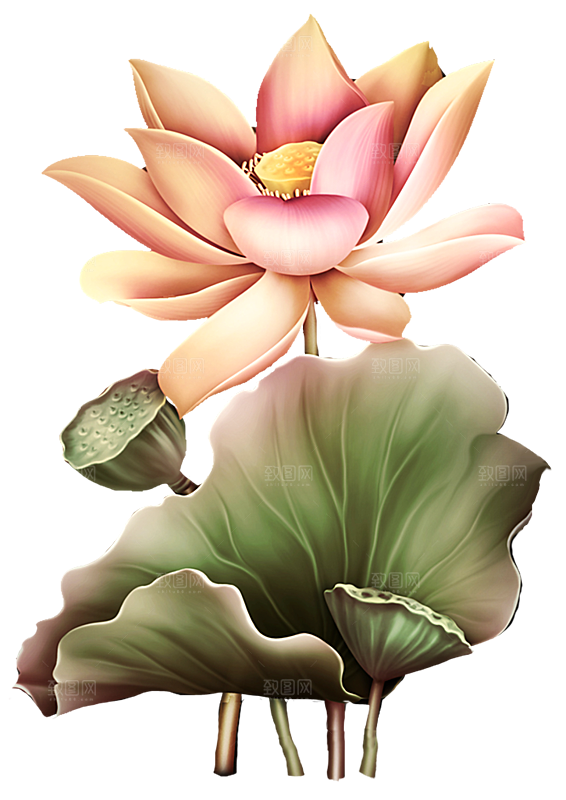 免抠植物绿植荷花插画元素