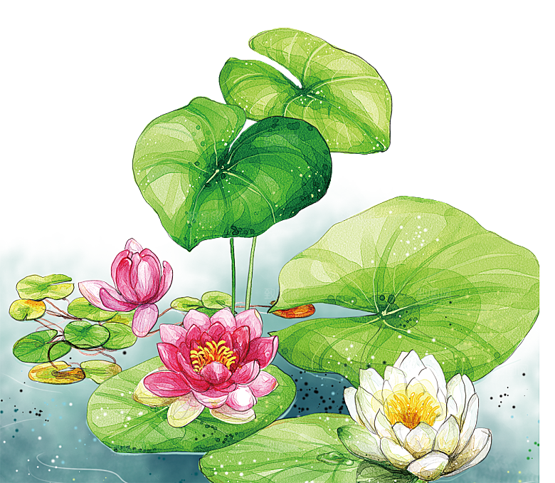 免抠植物绿植荷花插画元素