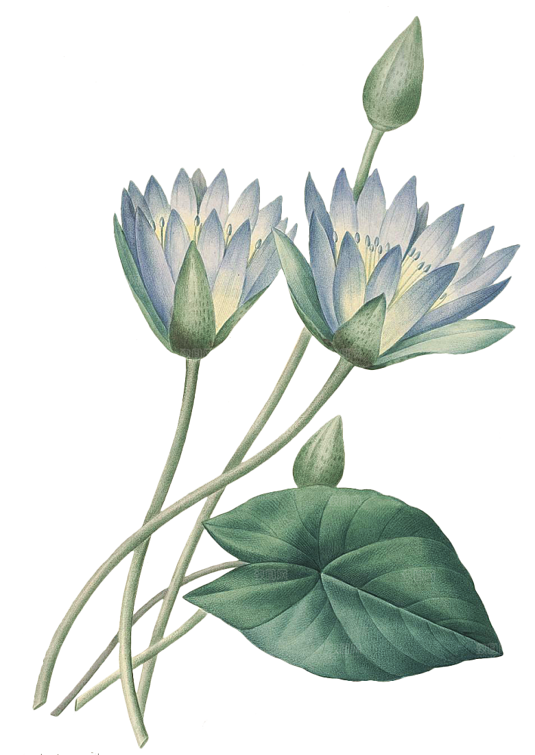 免抠植物绿植荷花插画元素