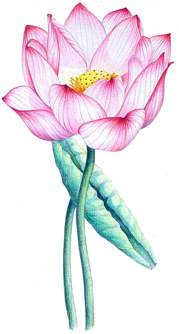 免抠植物绿植荷花插画元素