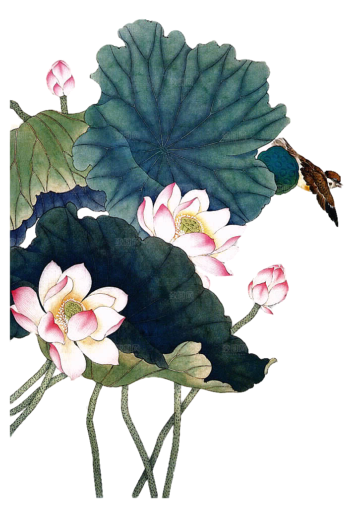 免抠植物绿植荷花插画元素