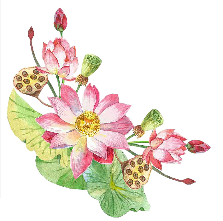 免抠植物绿植荷花插画元素