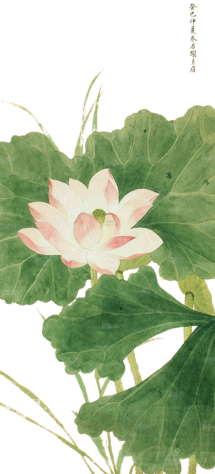 免抠植物绿植荷花插画元素