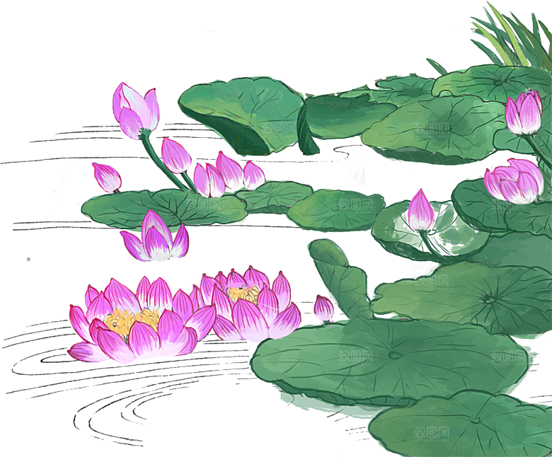 免抠植物绿植荷花插画元素