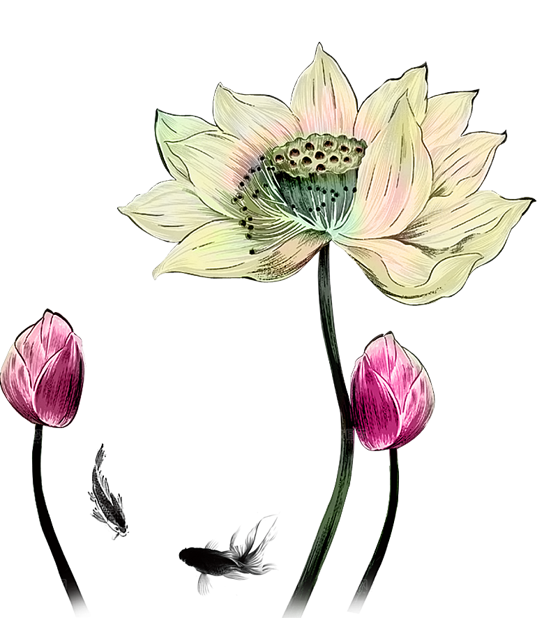 免抠植物绿植荷花插画元素