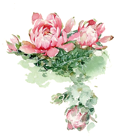 免抠植物绿植荷花插画元素