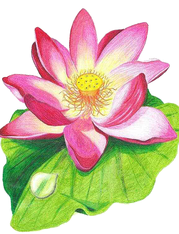 免抠植物绿植荷花插画元素