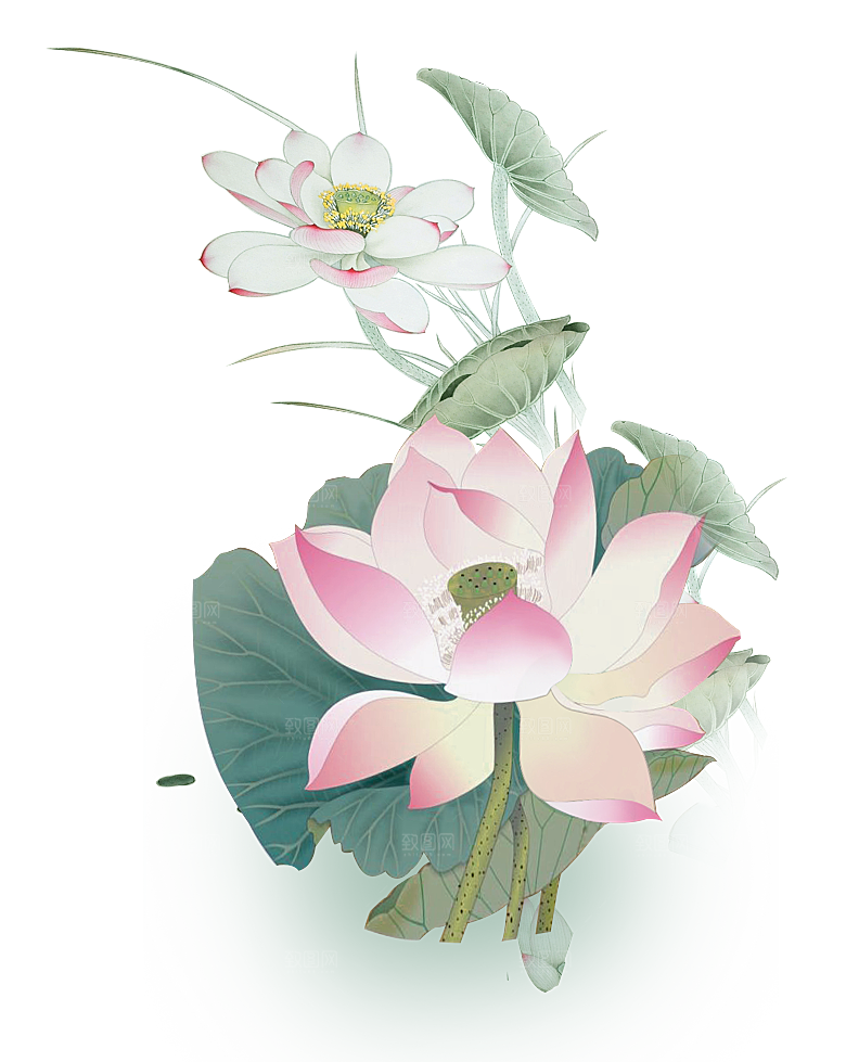 免抠植物绿植荷花插画元素
