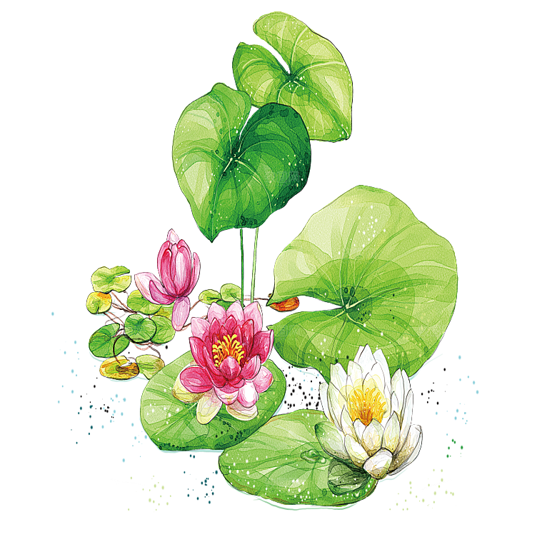 免抠植物绿植荷花插画元素