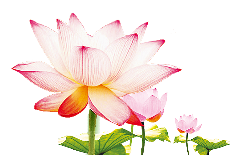 免抠植物绿植荷花插画元素