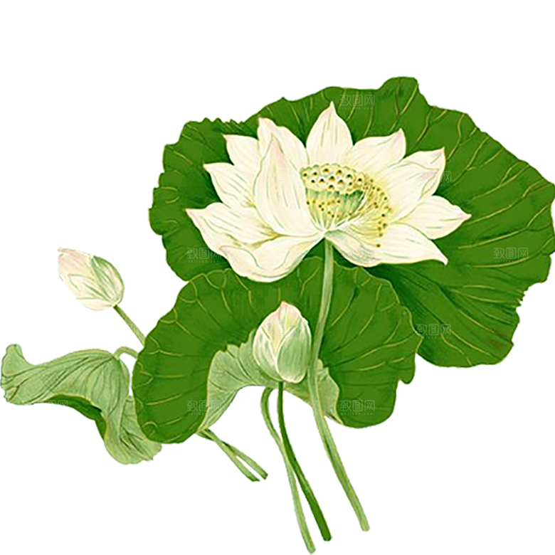 免抠植物绿植荷花插画元素