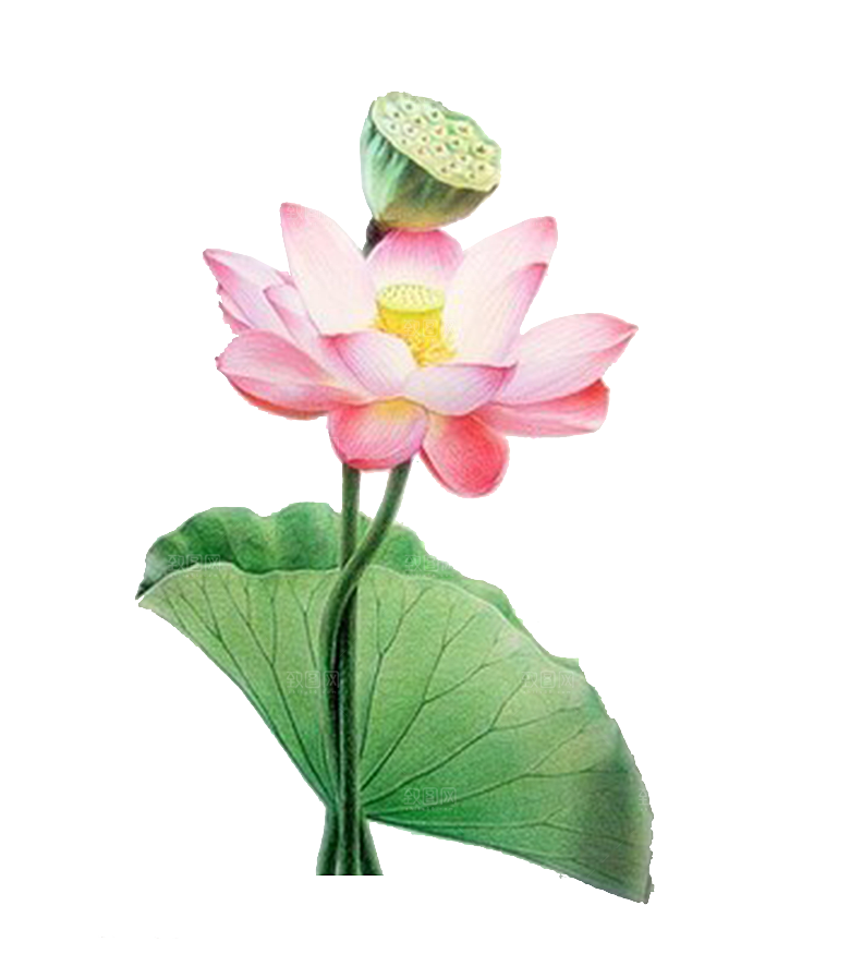 免抠植物绿植荷花插画元素