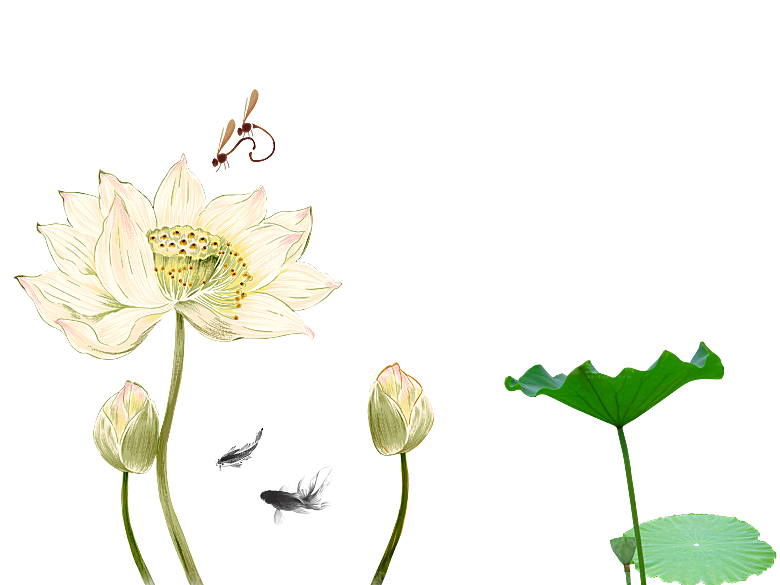 免抠植物绿植荷花插画元素