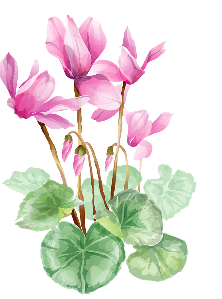 免抠植物绿植荷花插画元素