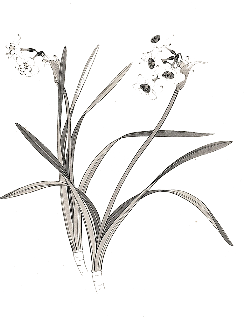 免抠植物古风花草插画元素