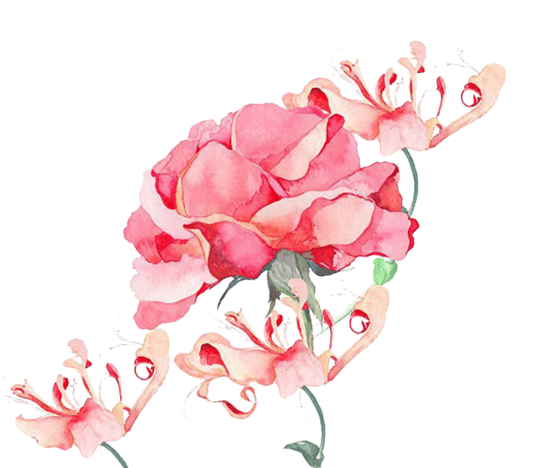 免抠植物古风花草插画元素