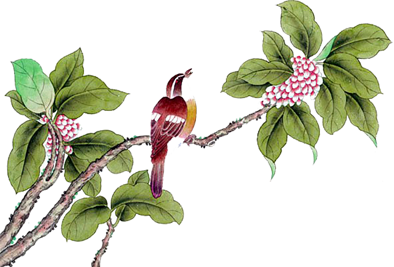 免抠植物古风花草插画元素