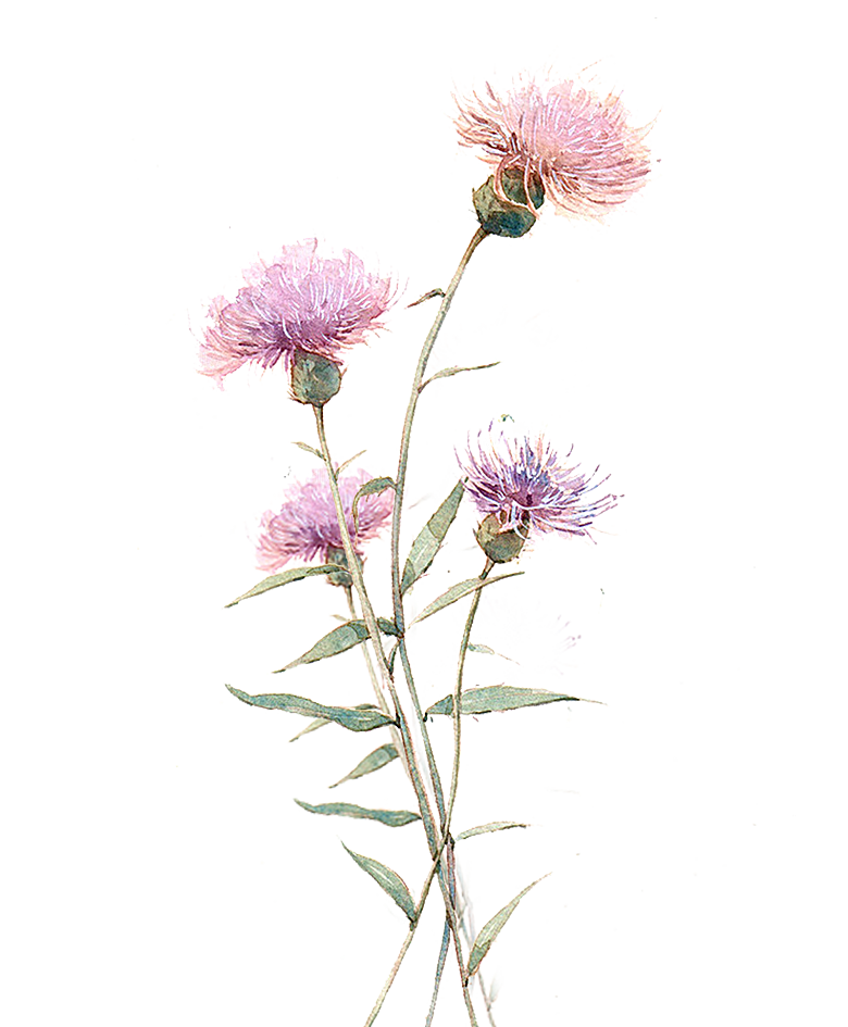 免抠植物古风花草插画元素