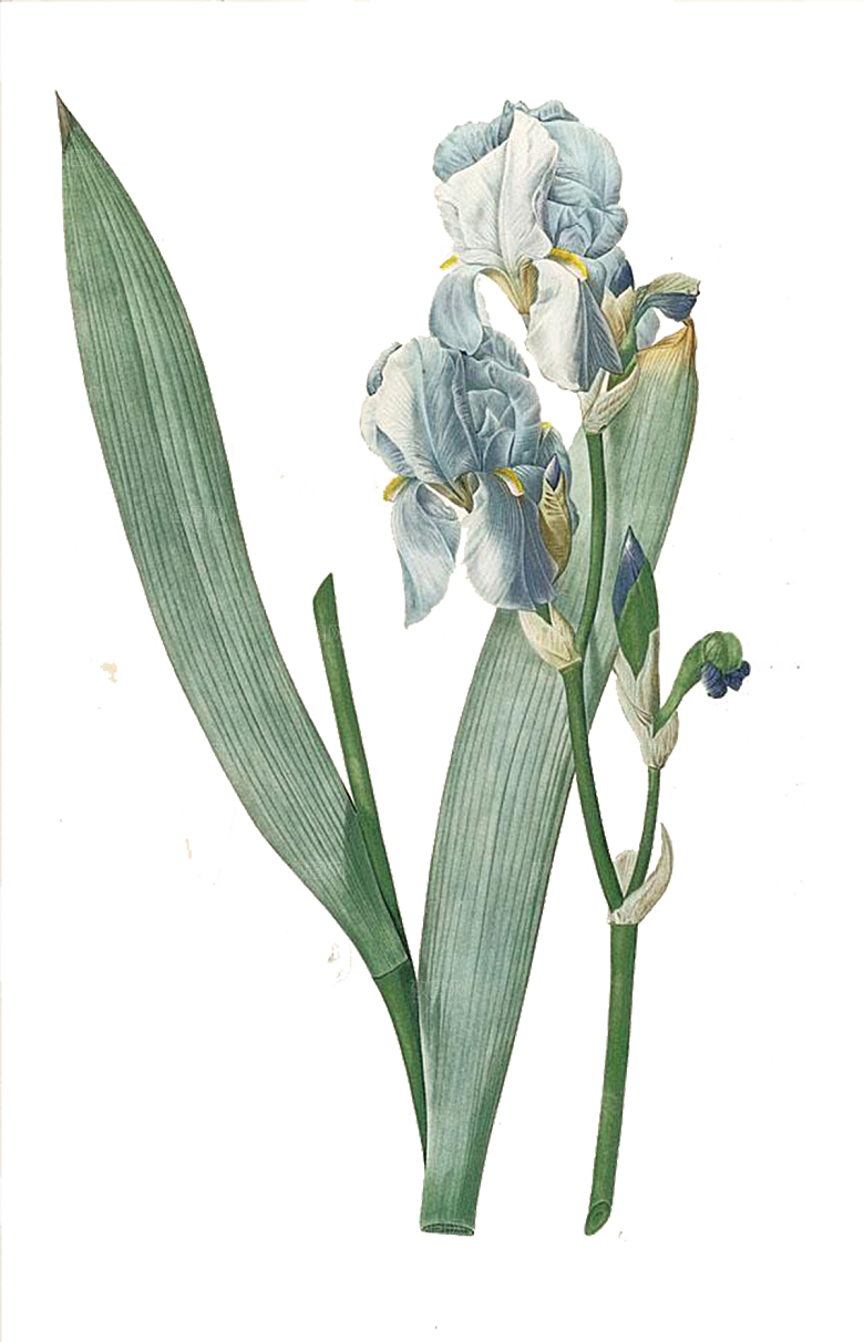 免抠植物古风花草插画元素