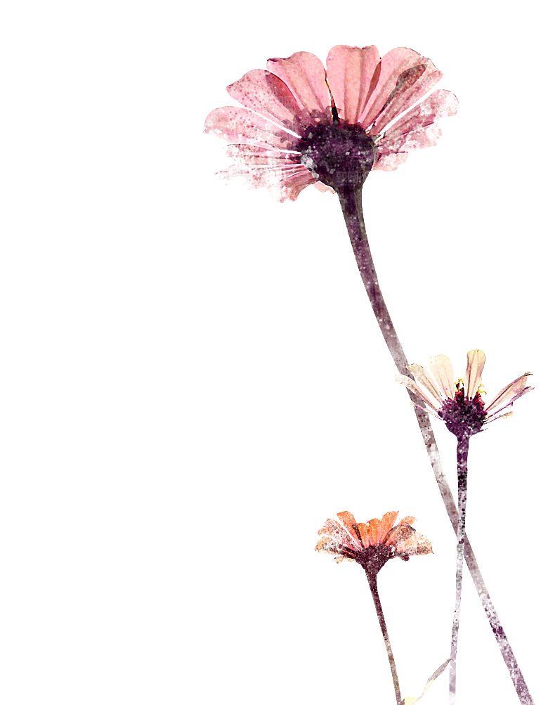 免抠植物古风花草插画元素