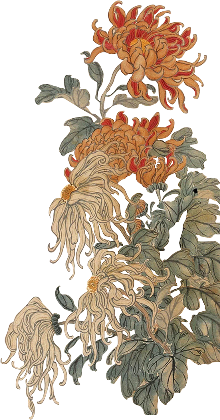 免抠植物古风花草插画元素
