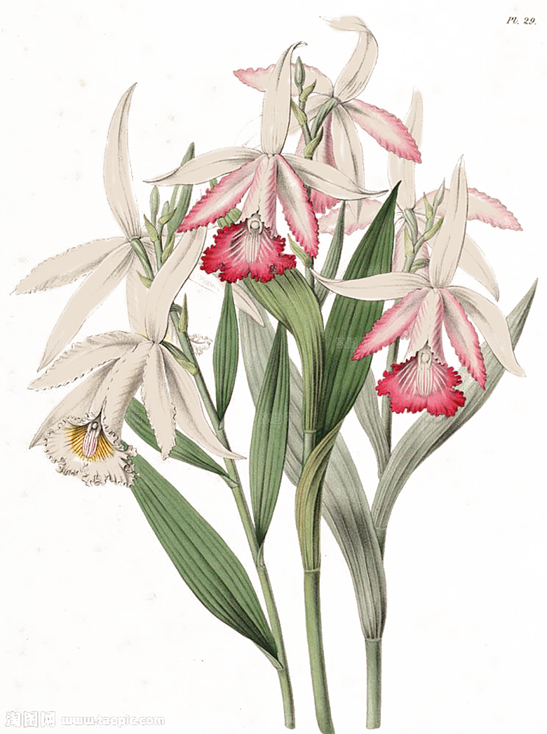 免抠植物古风花草插画元素
