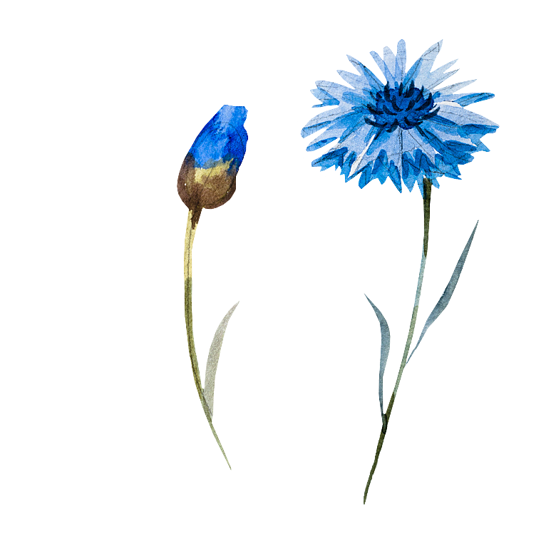 免抠植物古风花草插画元素