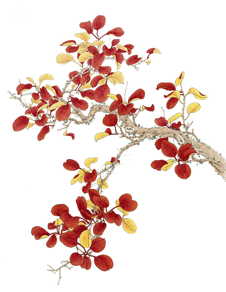 免抠植物古风花草插画元素