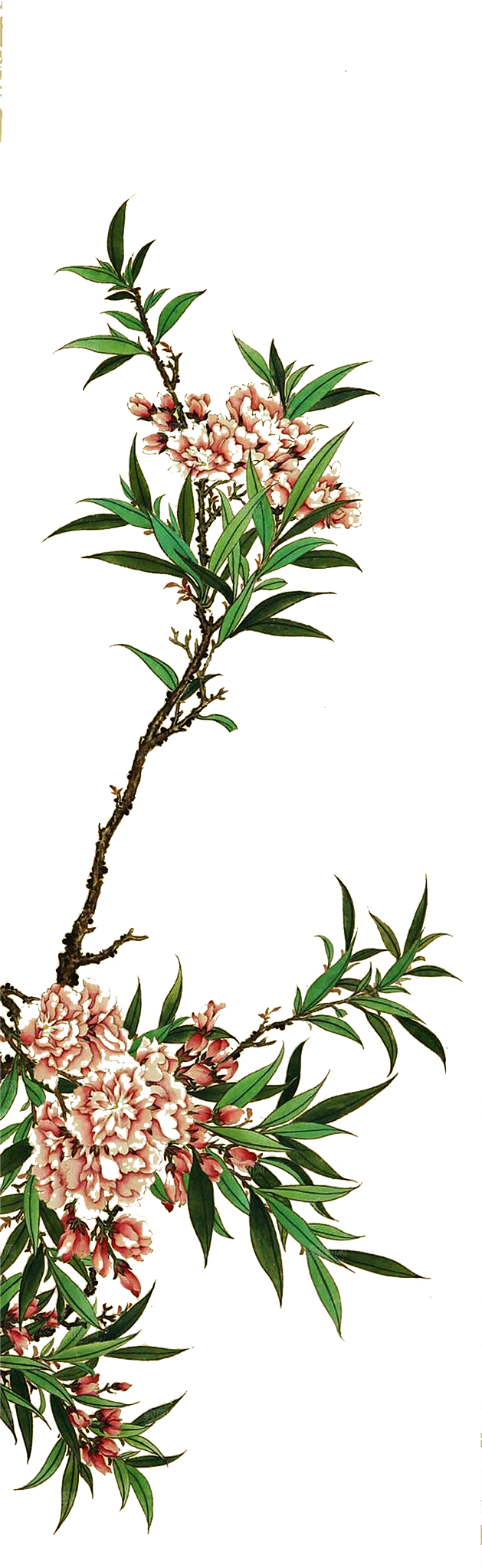 免抠植物古风花草插画元素