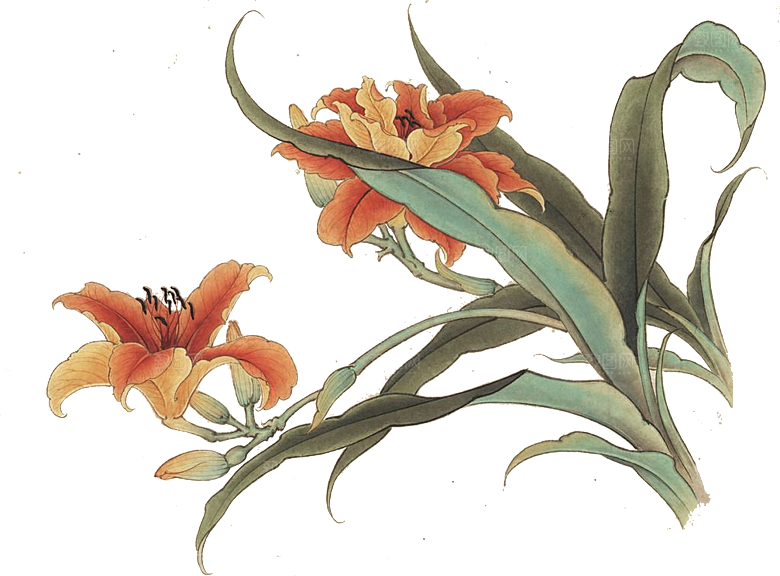 免抠植物古风花草插画元素
