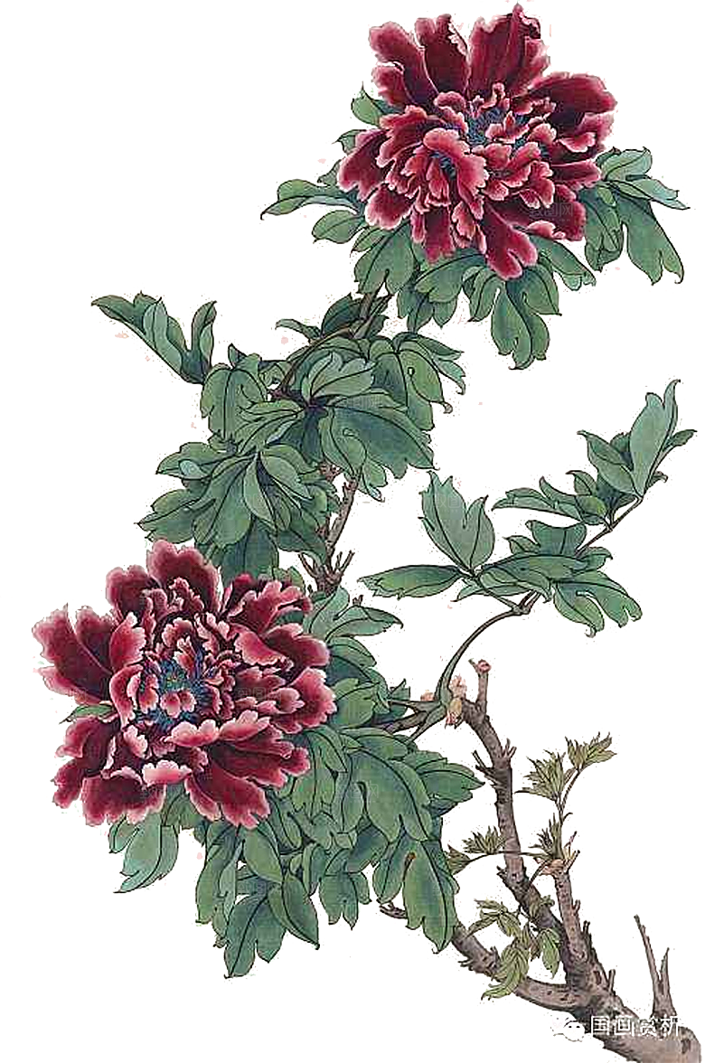 免抠植物古风花草插画元素