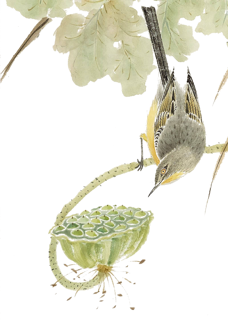 免抠植物古风花草插画元素