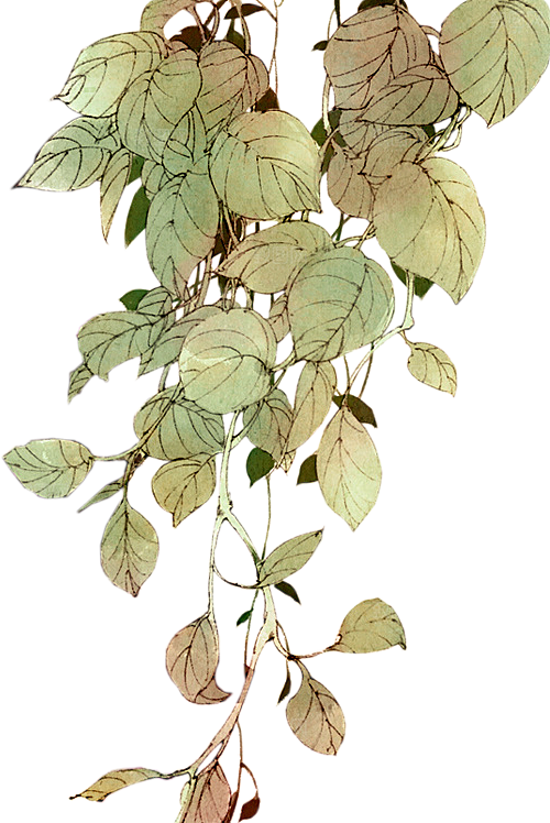 免抠植物古风花草插画元素