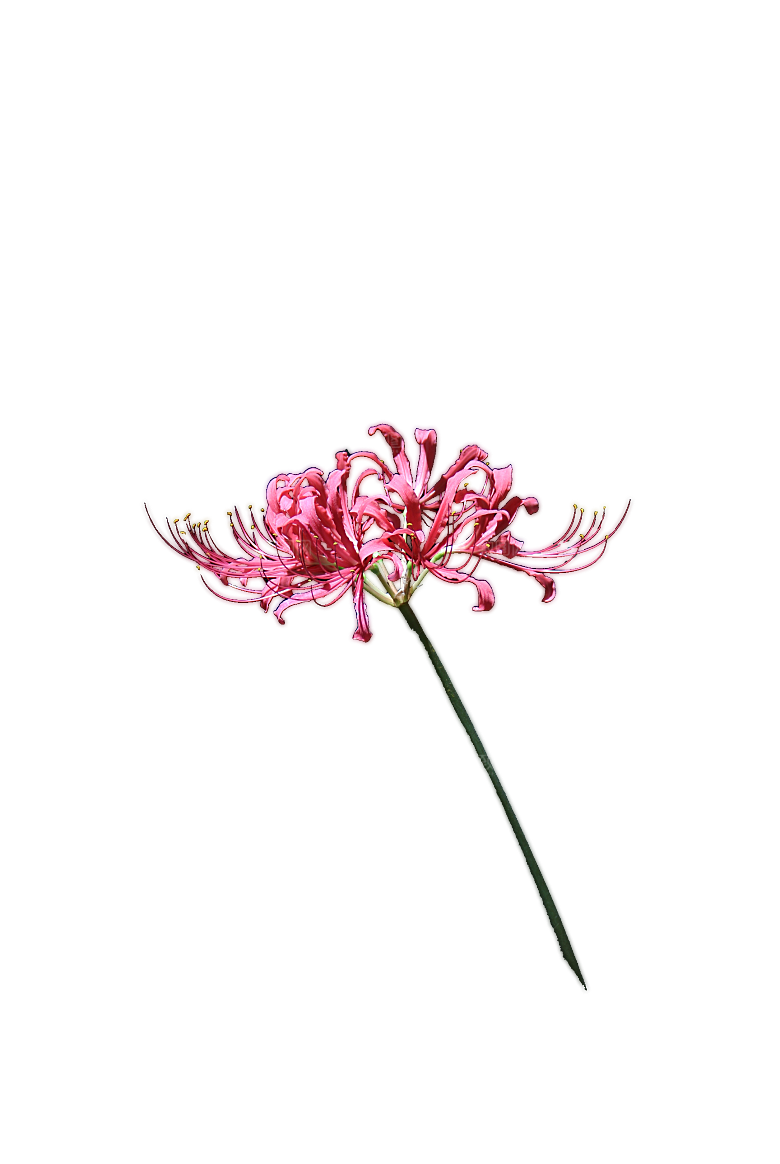 免抠植物古风花草插画元素