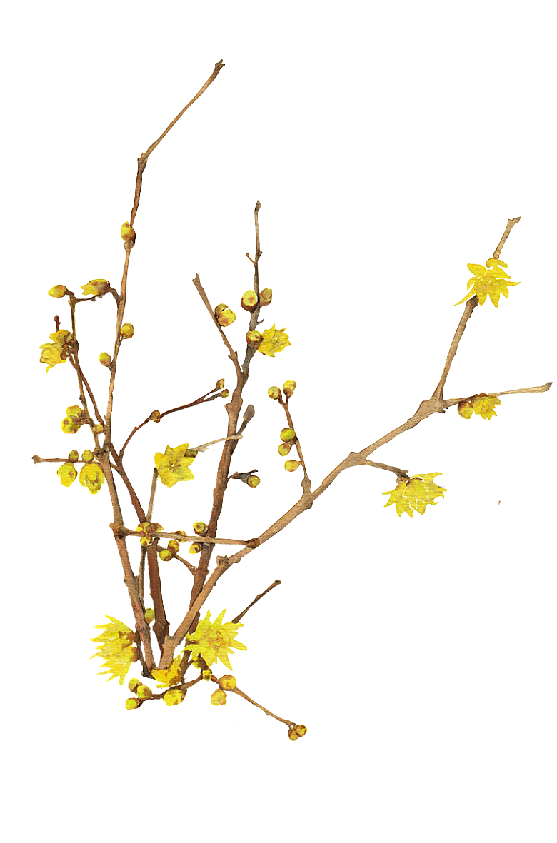免抠植物古风花草插画元素