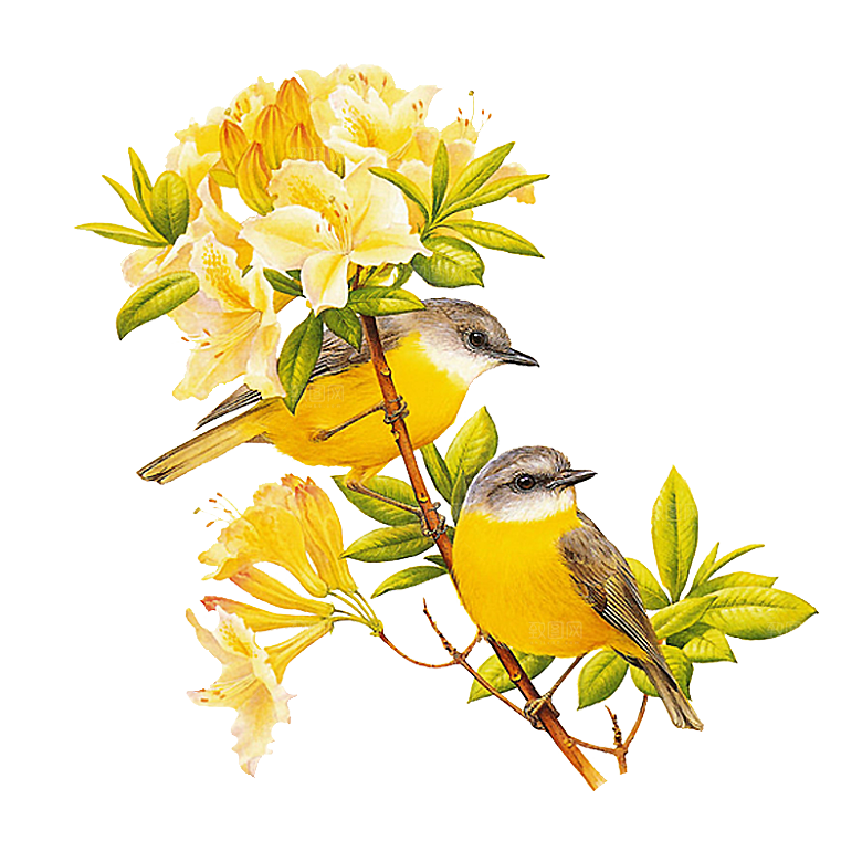 免抠植物古风花草插画元素