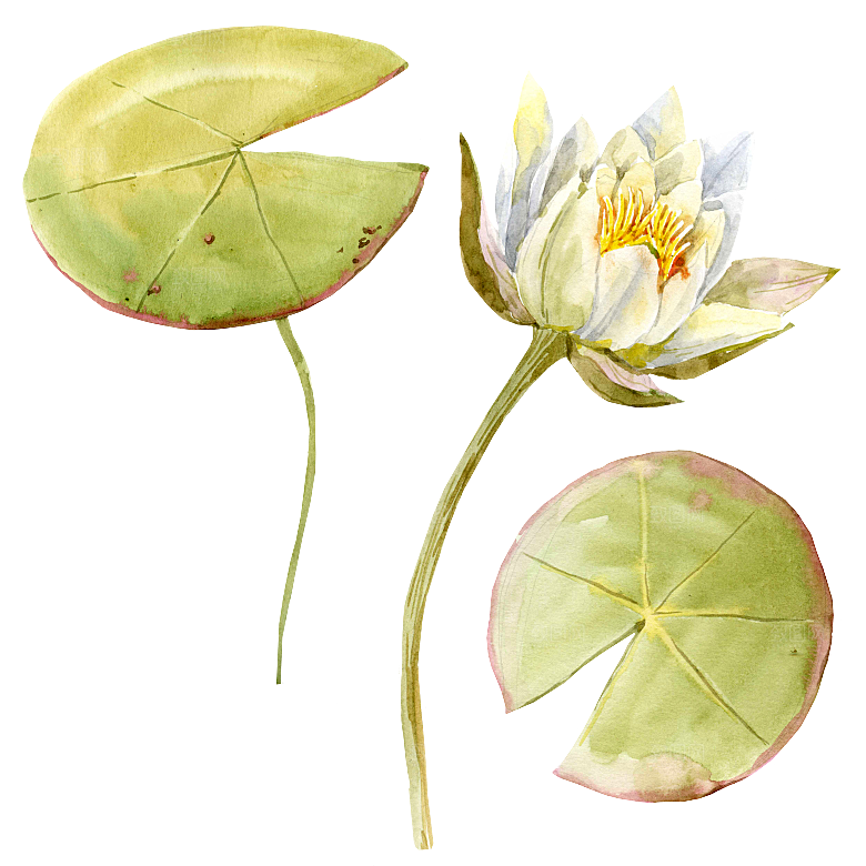 免抠植物古风花草插画元素