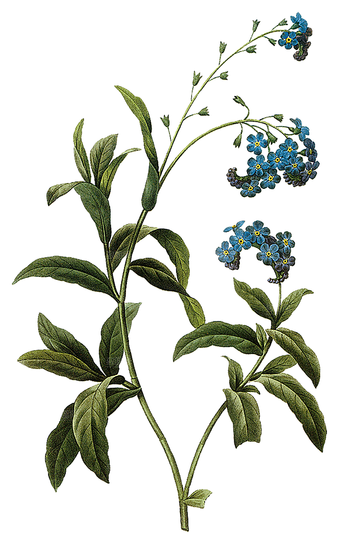 免抠植物古风花草插画元素