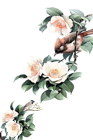 免抠植物古风花草插画元素