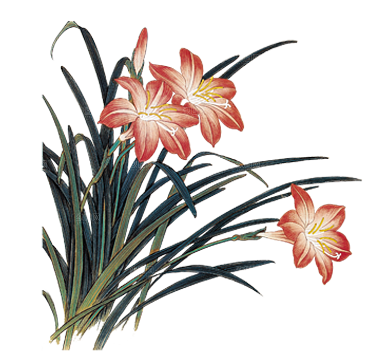 免抠植物古风花草插画元素