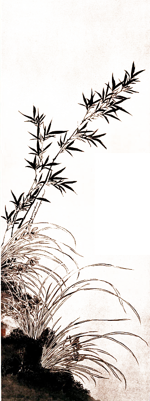 免抠植物古风竹子插画元素