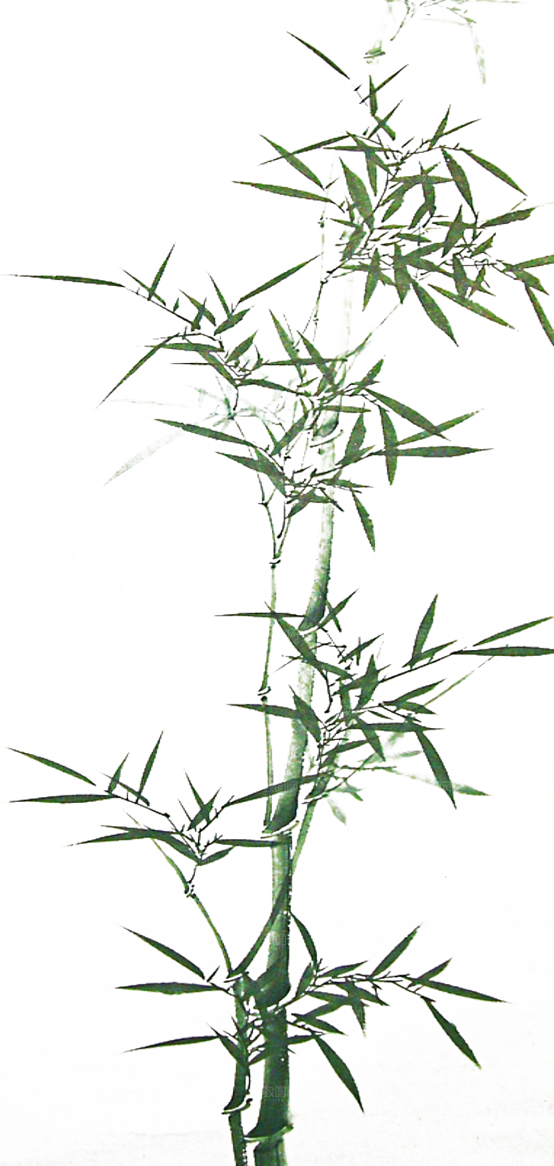 免抠植物古风竹子插画元素
