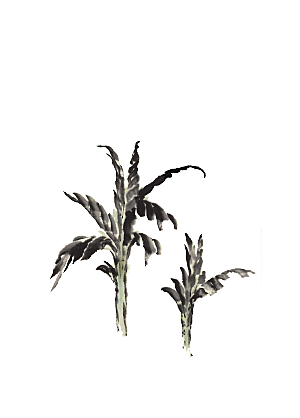免抠植物古风树木插画元素